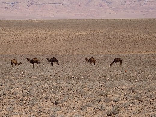 Marokko 2018-Erg Chebbi 3.jpg